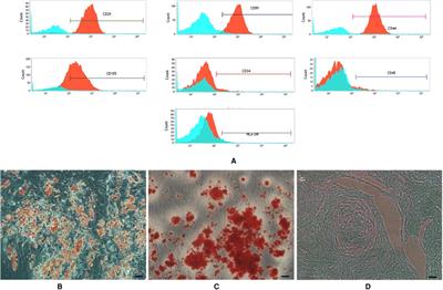 Anti-Aging Effect of the Stromal Vascular Fraction/Adipose-Derived Stem Cells in a Mouse Model of Skin Aging Induced by UVB Irradiation